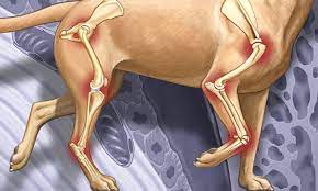 L'arthrose chez le chien : comment soulager la douleur arthrosique ?